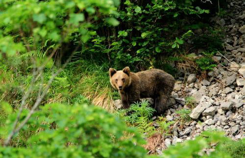 La Vega De Somiedo 1 - Foto 16