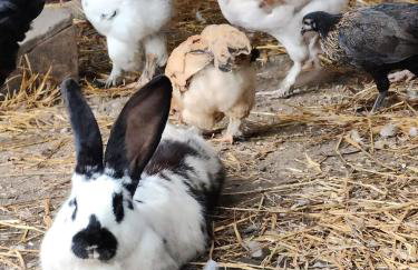 Dziki brzeg Jezioraka - Foto 37