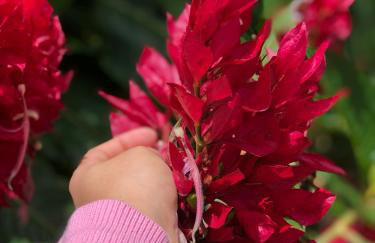 Chalé Suíço - Chalés Belo Monte - Sítio Belo Monte - Foto 29