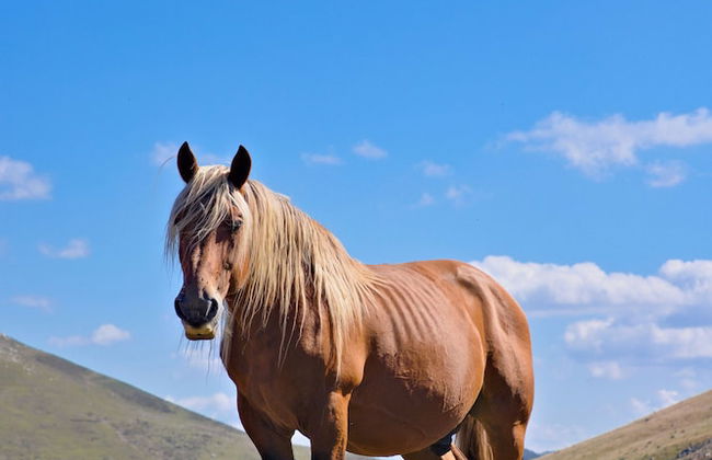 VVF Résidence Pays Basque Saint-Jean-Pied-de-Port - Foto 62