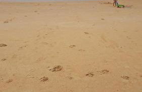 Casa Tropicália - à beira mar - Foto 27