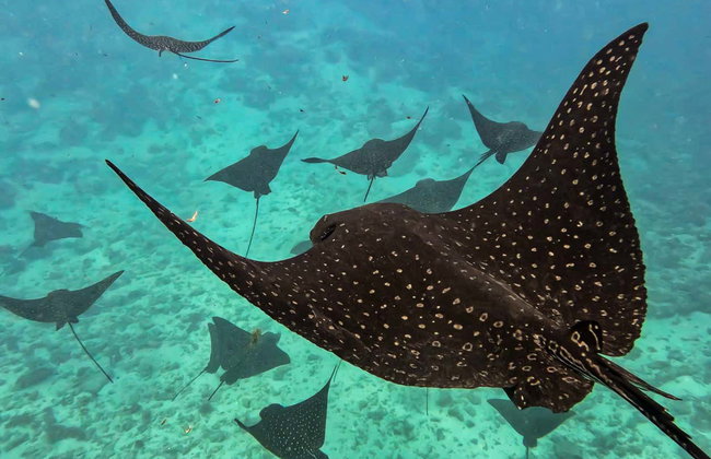 Tahiti Power Snorkelling - Photo 7