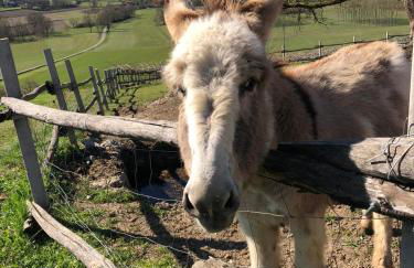 Cascina Coste - Foto 33