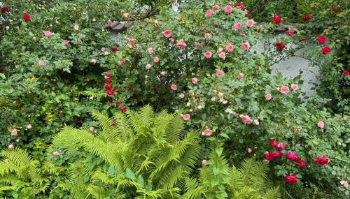 WatzMannEG - Foto 5, Garden