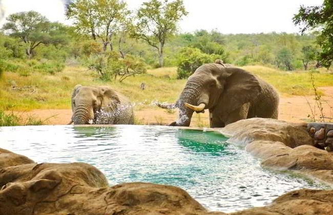 Motswari Private Game Reserve by Newmark - Foto 12