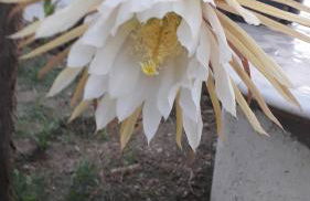 Silvi Mari Apartments - Foto 35