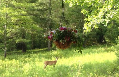 Colgate Lake Lodge - Foto 58