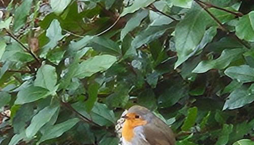 Charmante maison avec jardin au cœur du Parc Naturel Régional de la Brenne, idéale pour télétravail. - FR-1-591-237 - Foto 4