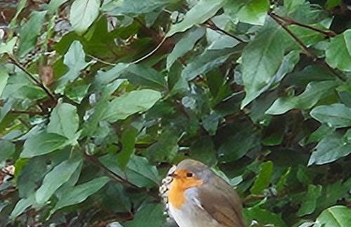 Charmante maison avec jardin au cœur du Parc Naturel Régional de la Brenne, idéale pour télétravail. - FR-1-591-237 - Foto 7