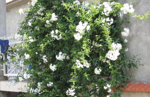 Apartments Viganj - Foto 49