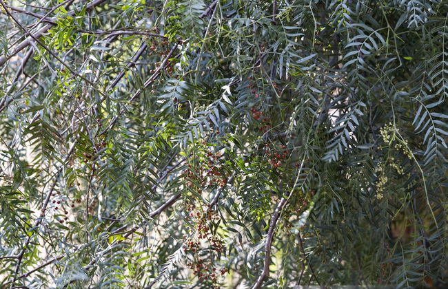 Agriturismo Baglio LÃ uria - Photo 36