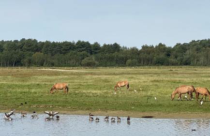 Ptit Somme en Baie - Foto 30