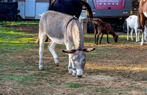 Agriturismo Cascina Trevo - Foto 47