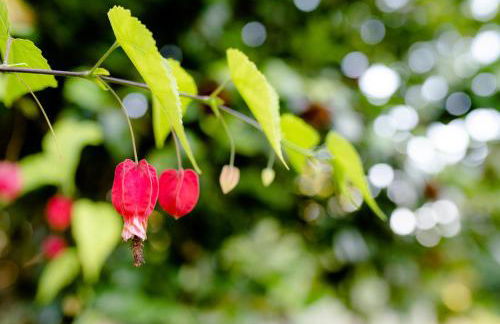 Quinta De Vila Nova - Agroturismo - Foto 32