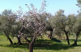 Cal Joanet, acollidora caseta a Gratallops - Foto 52