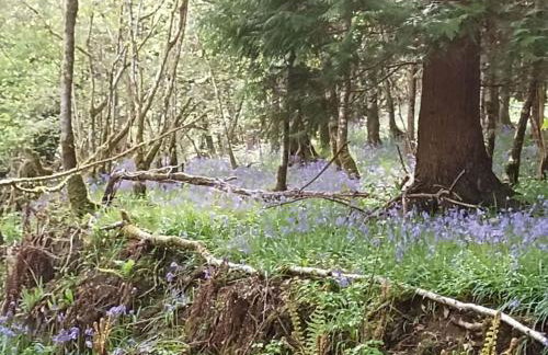 The old hayloft on 22 acre country smallholding - Foto 51