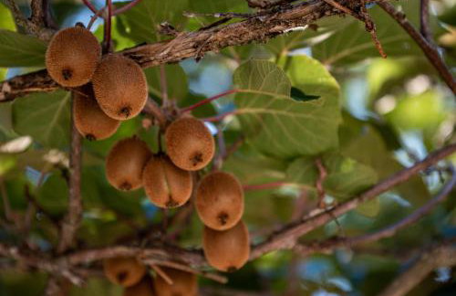 Villa Stepančić - large garden and heated pool - Foto 66