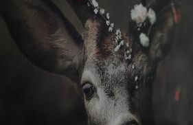 Apartment Rehblick Hohenwarth - Photo 13