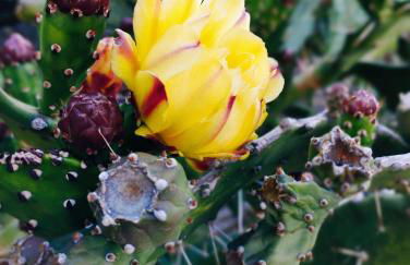 Casa Relax Diano Castello - Foto 12