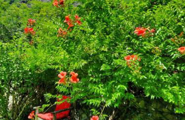 En bord de rivière - Foto 13