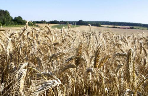 Hof am Horn - Fewos in der Natur - Photo 14