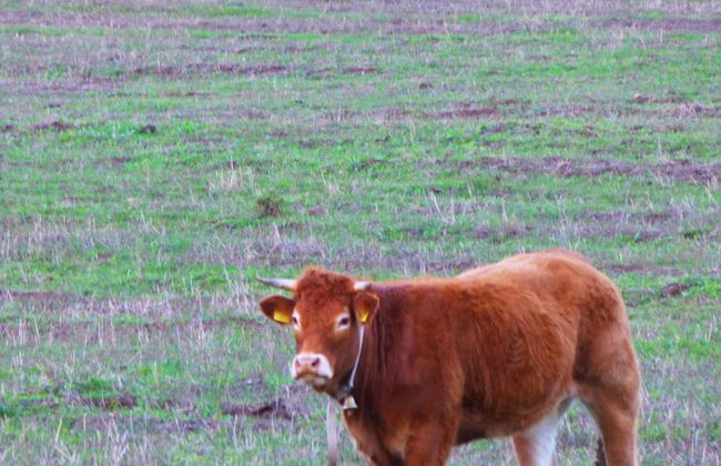 Comino Alto Agriturismo e Appartamenti - Photo 50