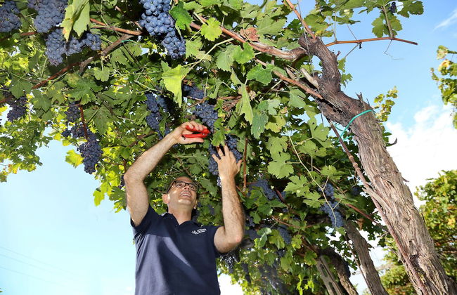 Agriturismo La Rocca - Foto 47