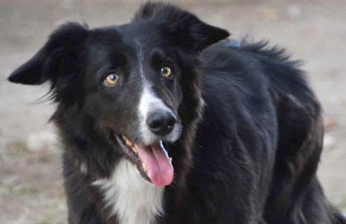 Haflinger Reiterhof Meura - Foto 25