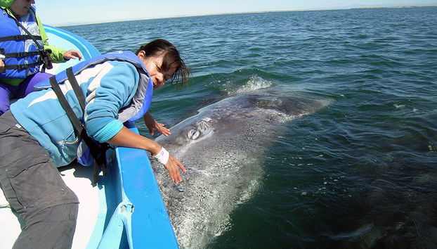 Observation des baleines grises à la baie de Magdalena - Photo 2