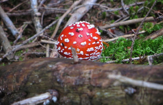Traditional Apartment near Sea in Kühlungsborn - Foto 17
