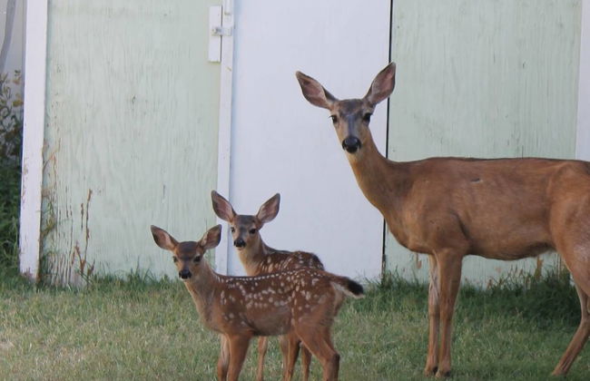The Pioneer Craftsman House - Closest to Osf - Foto 15