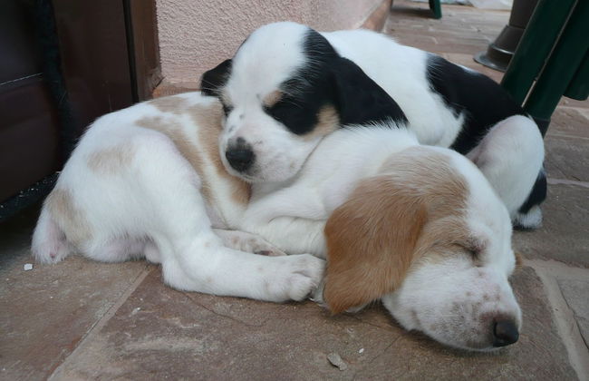 Agriturismo Il Corniolo - Photo 60