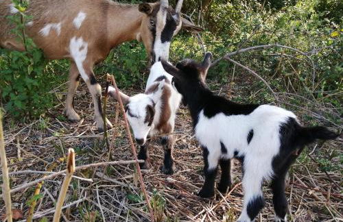 Camping La Loire Fleurie - Foto 41