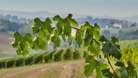 Agriturismo Le Tre Rose - Cantina Zanello - Foto 4