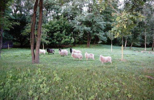 Ferien in Himmelpfort - Foto 12