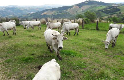 Azienda Agrituristica Colle San Giorgio - Foto 41