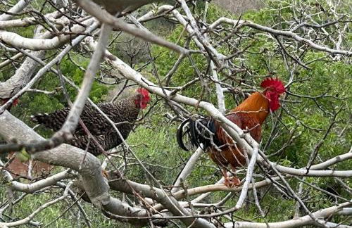 Vrisaki 81400, Lemnos Island - Foto 42