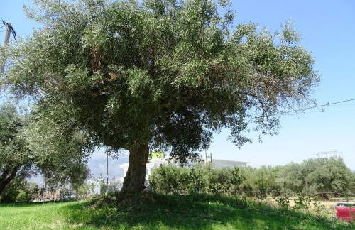 Lyrids Apartments - Photo 86