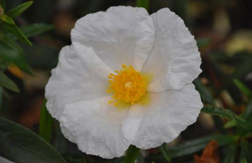 Casa Rural Las Jañonas CC-CR-00219 - Foto 38