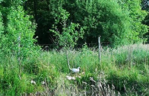 Domek na łące - Foto 2