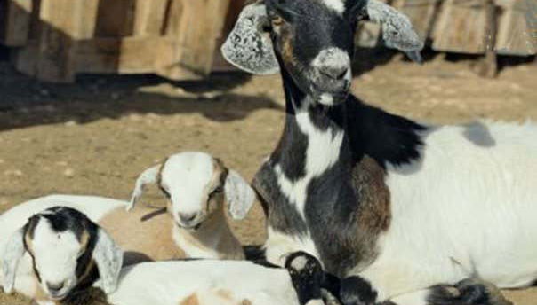 We'll visit a goat farm