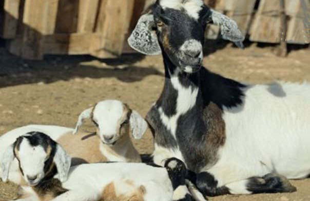 Caleta de Fuste Buggy Tour - Foto 3