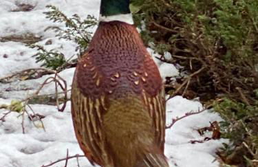 Serene Countryside Home with Manicured Gardens - Foto 38