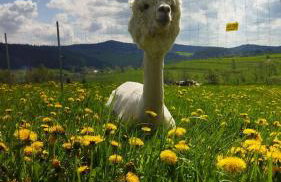 Pastelova Krova - domki w Bieszczadach - Foto 53