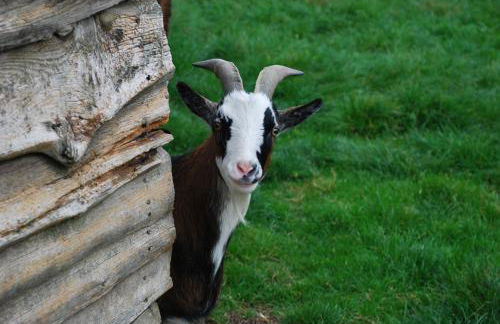 Ferienwohnungen Landgasthaus Janshen - Foto 18