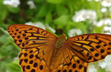 Ferienhaus Mauth - Photo 117