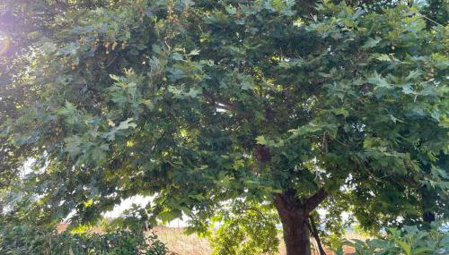 Platanos - Foto 4, Garden