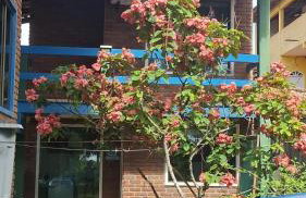 Edícula 2 quartos frente mar - Foto 4