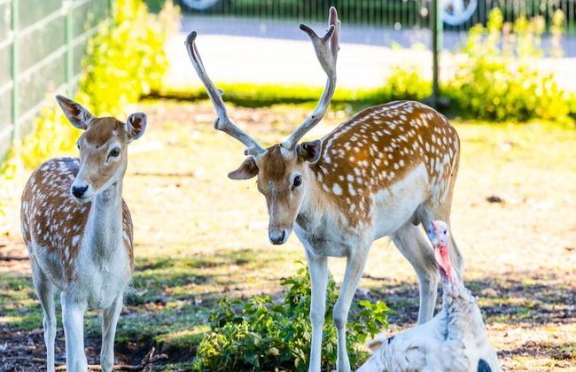 Chalet in Friesland With Play Area - Foto 32