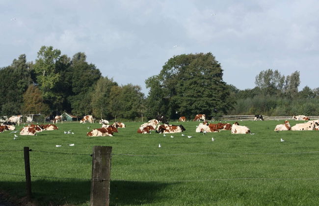 Holiday Home in Geesteren With Roof Terrace,garden Furniture - Photo 53